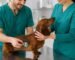 Veterinario examina a un perro durante una consulta para diagnosticar vómito y diarrea.