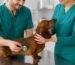 Veterinario examina a un perro durante una consulta para diagnosticar vómito y diarrea.