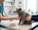 Gato British Shorthair durante una consulta veterinaria por pérdida de apetito mientras es examinado por un médico veterinario.