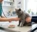 Gato British Shorthair durante una consulta veterinaria por pérdida de apetito mientras es examinado por un médico veterinario.
