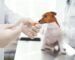 Veterinario aplicando vacunas para perros a un Jack Russell Terrier sobre la mesa de examen