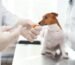 Veterinario aplicando vacunas para perros a un Jack Russell Terrier sobre la mesa de examen