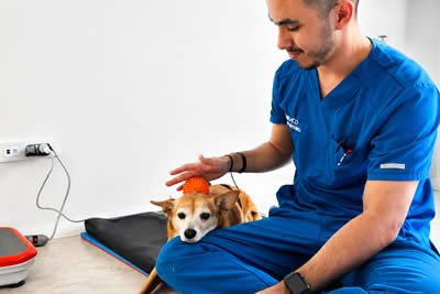 Fisiatría y Rehabilitación Veterinaria en Armenia